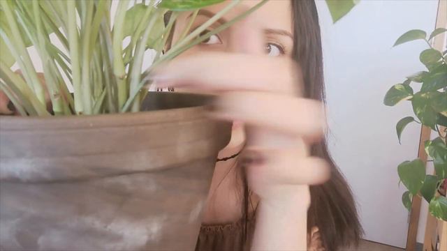 Singonio/Planta Cabeza de Flecha - Syngonium/Arrowhead Plant смотреть онлайн