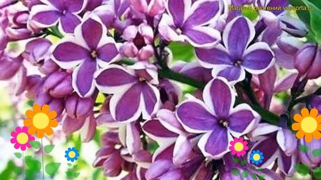 Сирень обыкновенная на штамбе Сенсация. Краткий обзор, описание Syringa Vulgaris Sensation