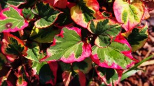 Хауттюйния в ландшафтном дизайне. Где посадить в саду?!