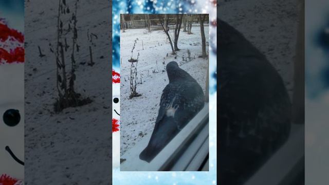 Природа Зимой смотреть онлайн