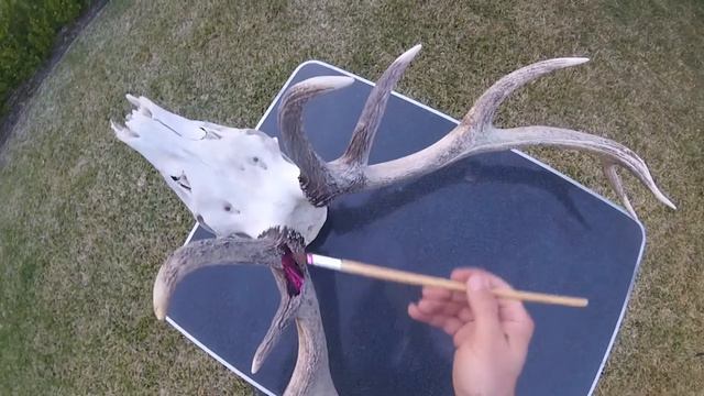Red Deer Stag Antler Restoration / Euro Mount, Deer Hunting Australia, State Forest Hunter, Cast смотреть онлайн