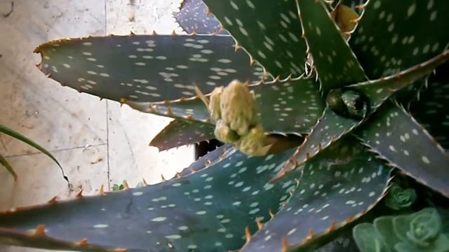 My Aloe Saponaria In Beautiful Flowers