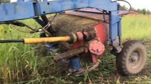 Кошу суданку.Как растёт суданская трава на Урале.