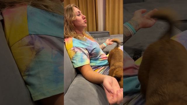 Потеряли собаку 😭 Нужна ваша помощь!!! смотреть онлайн