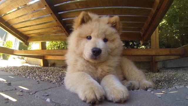 Marcus the Eurasier Dog смотреть онлайн