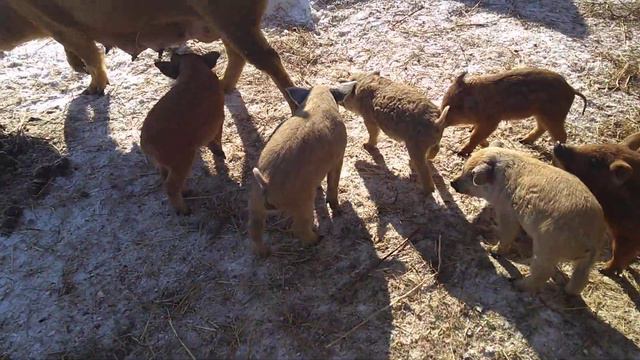 Зимнее содержание. Хрюшки на морзе. смотреть онлайн