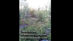 Самое лучшее органическое удобрение. Ферментированная трава #ТриЭкоОгород #ТриЭкоИнструкция