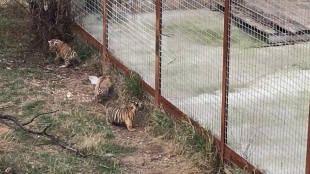 How many tigers cub ? कितने छोटे बाघ? Сколько маленьких тигрят? смотреть онлайн