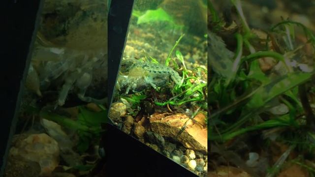 Как размножаются раки. Спаривание раков. Карликовые болотные раки. Болотный рак. смотреть онлайн