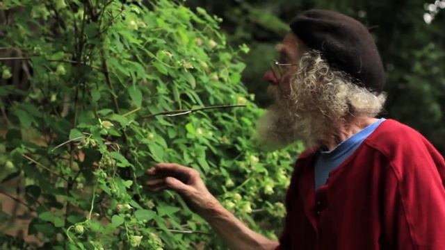 Codonopsis pilosula (dang shen) смотреть онлайн