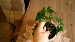 Кроссандра. Уход в домашних условиях.