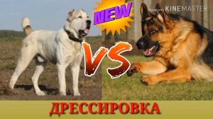 #Алабай против #Немецкой овчарки//Alabai against German Shepherd//