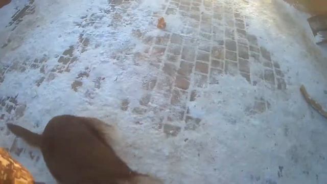 Восточно Европейская Овчарка.ПОИГРАЛИ И ПОЕЛИ, смотреть онлайн