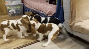 Кавалер Кинг Чарльз Спаниель. Говорящий спаниель Каспер