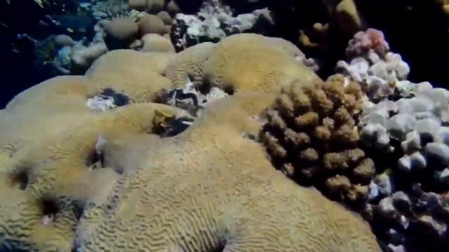 Rafa przy Club El Faraana Reef Resort HD смотреть онлайн