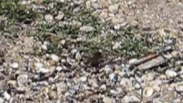 Оса тащит огромное насекомое смотреть онлайн