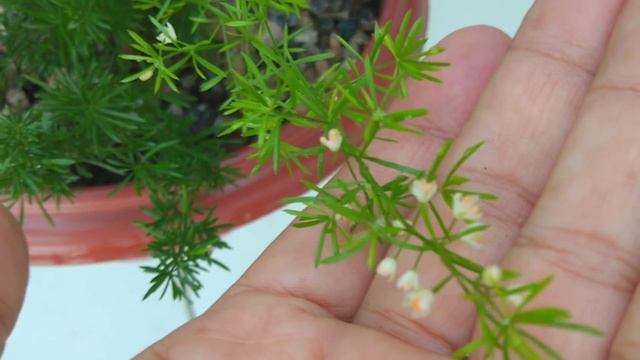 Sedum Spurium Variegata X Sedum Spurium Voodoo