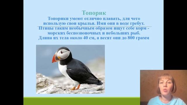 Сайгина Н.А. Объединение "Арт мастерская". Рисунок "Тукан" смотреть онлайн