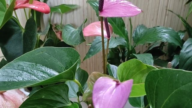 Антуриум ( мужское счастье) Ковалли смотреть онлайн