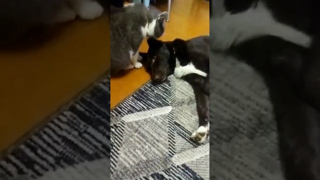 баю бай песик засыпай смотреть онлайн