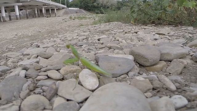 Богомол в природе, видео rybachil.ru смотреть онлайн
