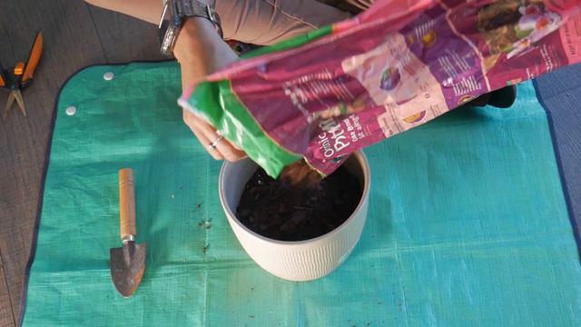 Christmas Cactus PLANT REHAB |Schlumbergera Care| смотреть онлайн