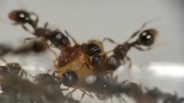 Keeping ants-S. testaceus (Day30). Dinner time. Ants eating insects and seeds. смотреть онлайн