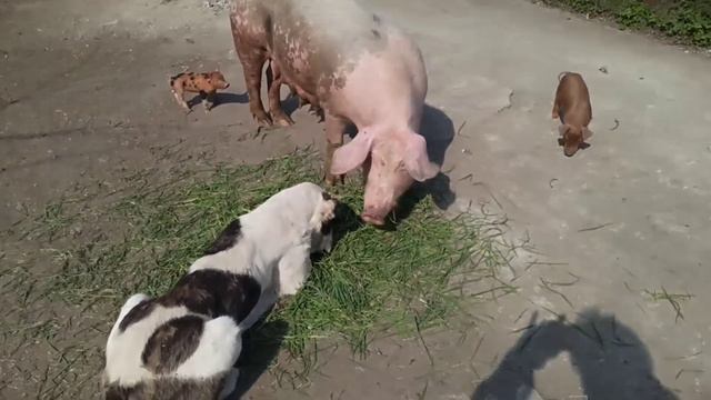 Поросята на прогулке. Новый кабанчик. смотреть онлайн