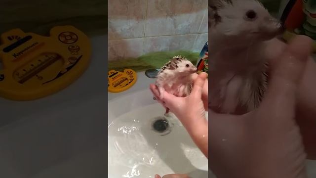 Как купать ежа смотреть онлайн