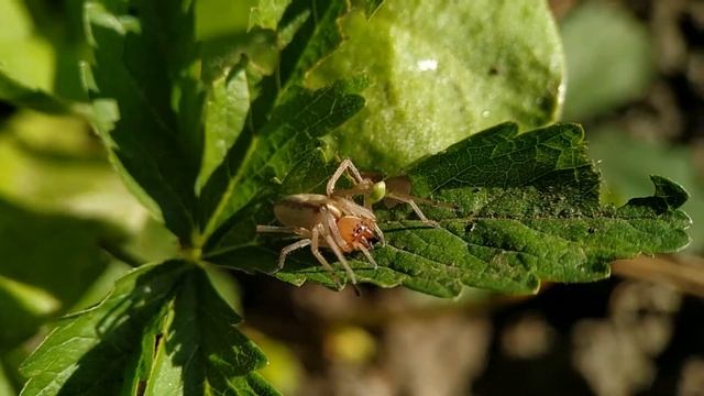 Паук Желтый сак самка (cheiracanthium punctorium female spider) смотреть онлайн