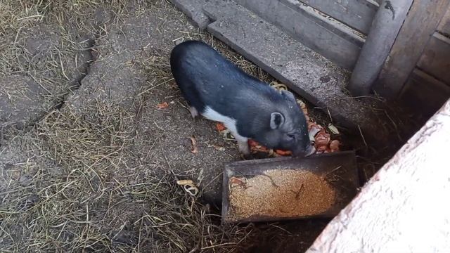 Гусей больше нет / Свиньи роют смотреть онлайн