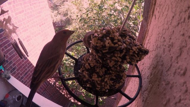 Bird Brunch смотреть онлайн