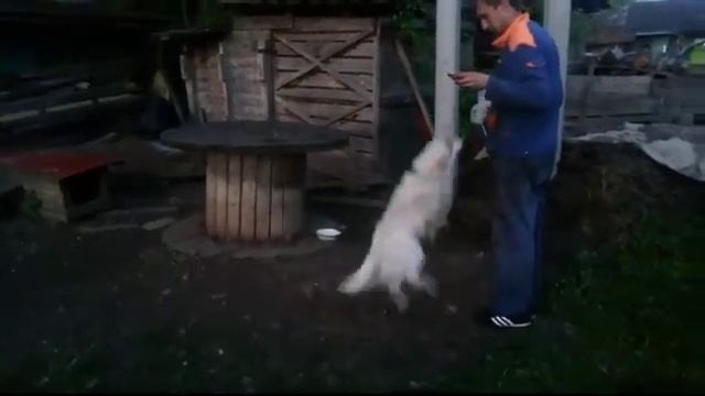 Летающая собака видели такое?)) смотреть онлайн