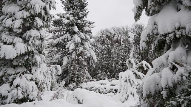 Зимовий ліс. 4К. Panasonic DMC-G80. смотреть онлайн