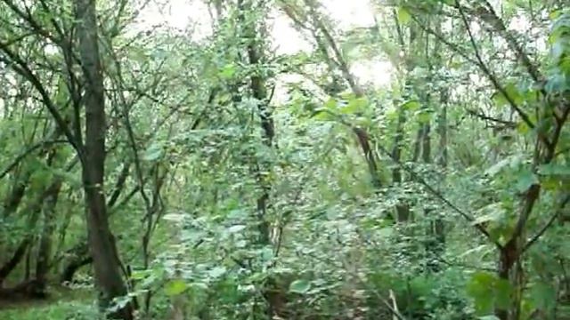 Утро на опушке... смотреть онлайн