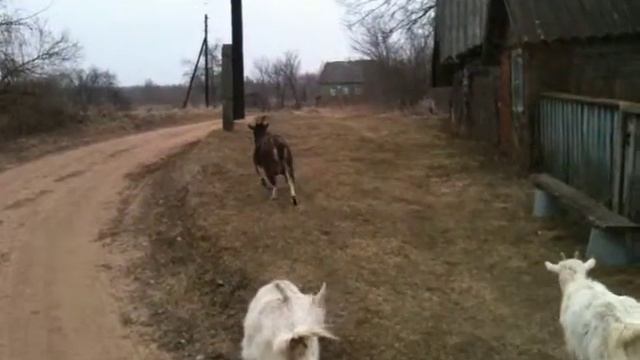 Козы, козлята, Фея смотреть онлайн
