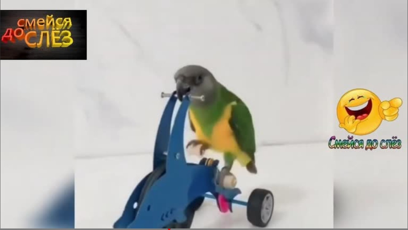 НАШИ ЛЮБИМЫЕ,МИЛЫЕ,СМЕШНЫЕ ПОПУГАЙЧИКИ... смотреть онлайн
