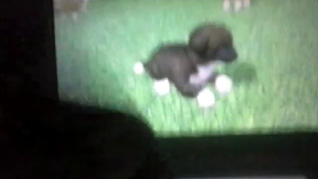 Petz Beach 3DS XL 2 the pet смотреть онлайн