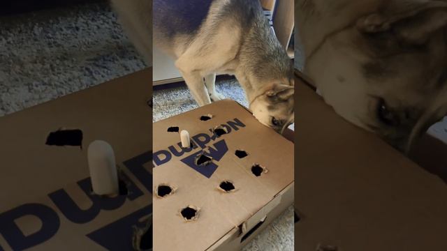 Решили мы значит Вере сделать головоломку, но не тут то было 😂 #собака #собакаизприюта #dog смотреть онлайн