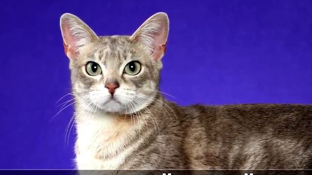 Australian mist cat( Australian mist).History breed.Breed profile,Character and care смотреть онлайн