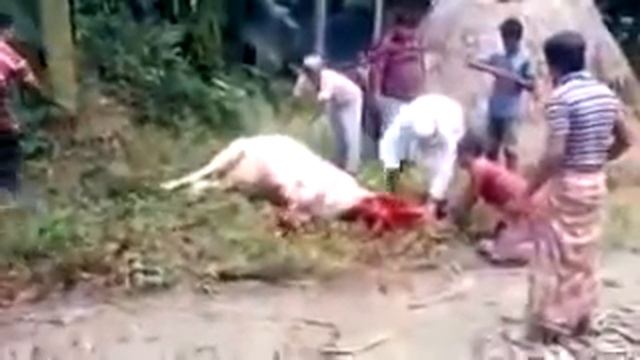 qurbani in bangladesh смотреть онлайн