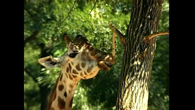 Жираф (северный) Ротшильда -  Giraffa Camelopardalis Rothschildi  жирафа Ротшильда