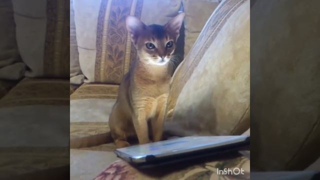 Абиссинская кошка смотреть онлайн