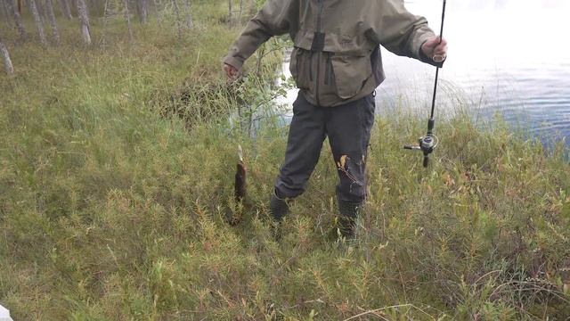 Злые Осенние Щуки БЕЗЛЮДНОГО ОЗЕРА. ПОДРАНОК В Канаве. Торфяные Щуки. смотреть онлайн