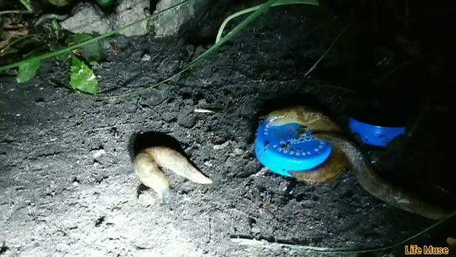 Когда мы ночью спим... 🛌 / When we sleep at night...snail смотреть онлайн