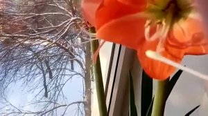 Опыление гиппеаструма