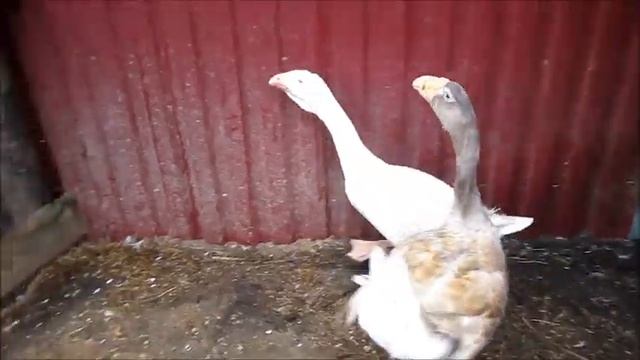 Пастереллёз гусей смотреть онлайн