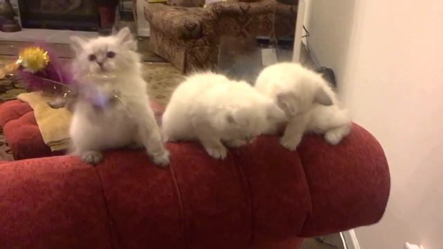 playing with adorable Siberian kittens Neva massacred смотреть онлайн