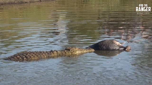Incredible Feeding Behaviour Of The Nile Crocodile (Presented By Righteous Reptiles) смотреть онлайн