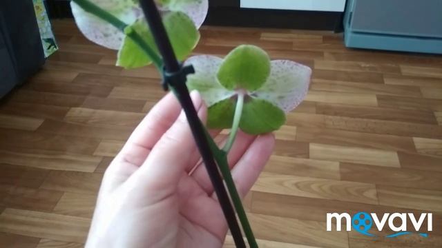 Орхидея Клеопатра необычная расцветка смотреть онлайн